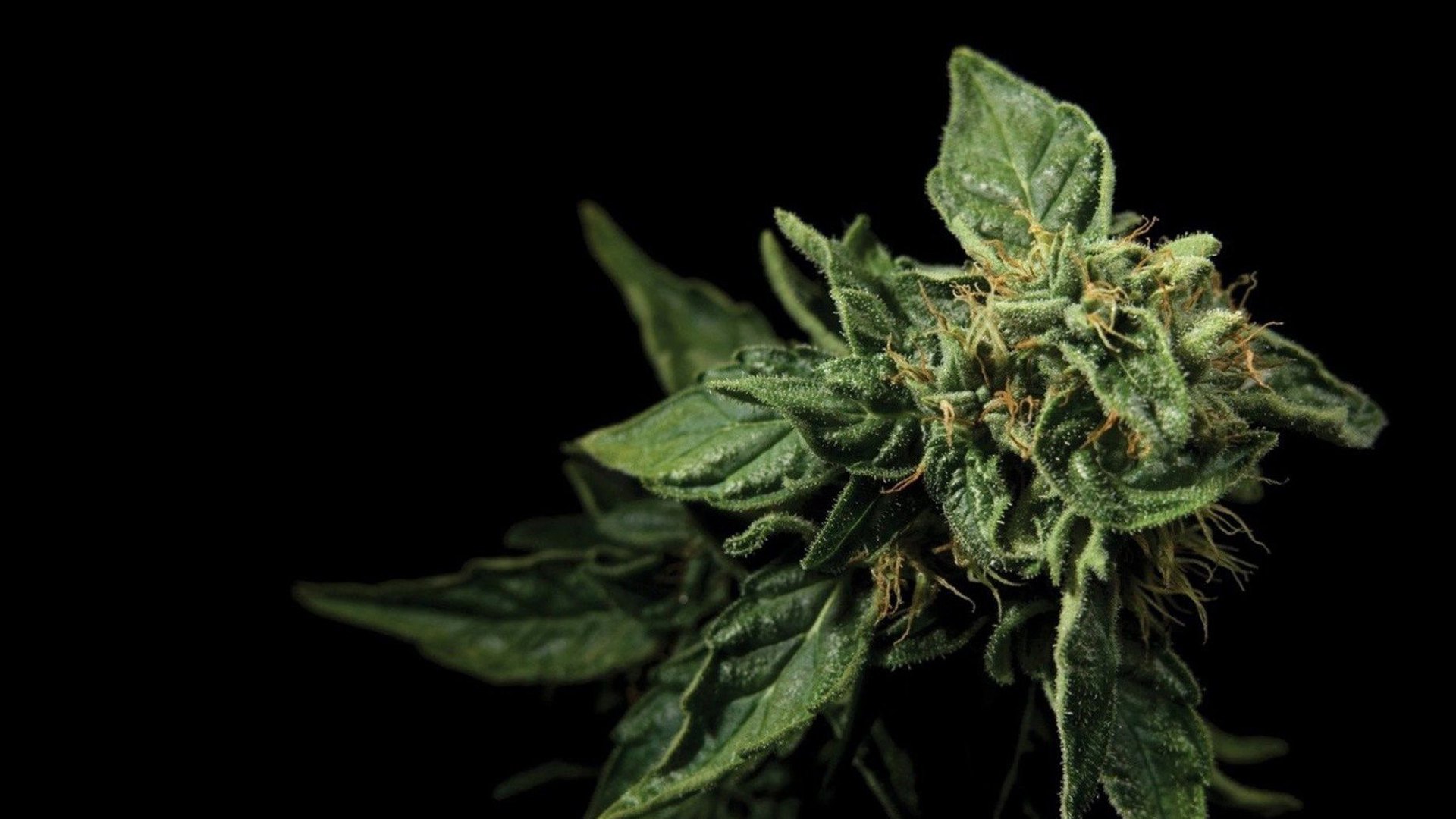 Cannabis leaves on dark background.