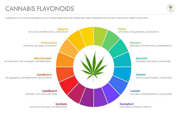 What Are Flavonoids? Here’s Everything You Need to Know!