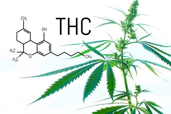 How Many Forms or Types of THC Are There?