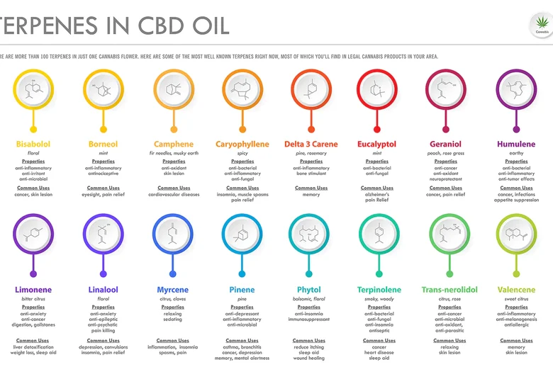 What Are Terpenes and How Do They Affect Your Body?