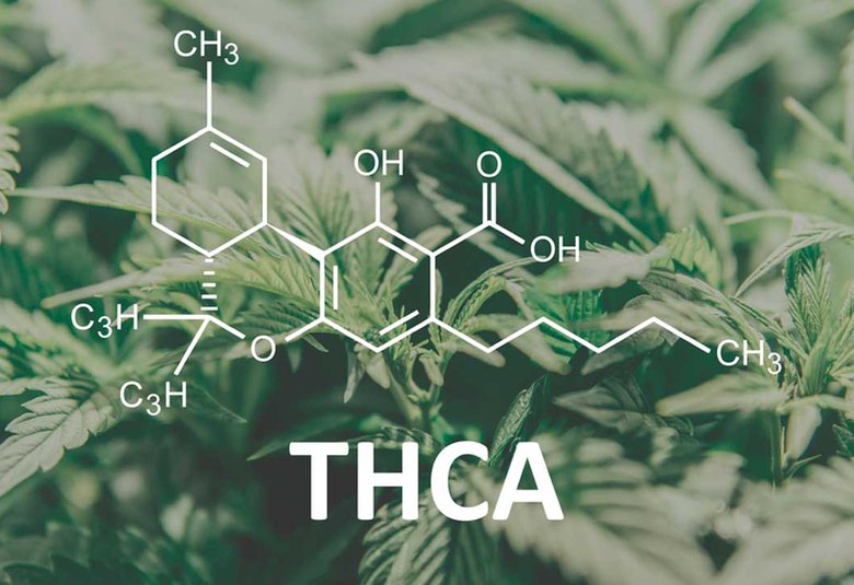 THC-A: New Kid on the Block or the Next Big Thing?