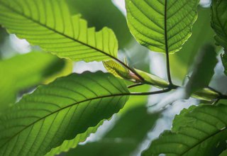 Free the Tree! Is Kratom Legal Where You Live?
