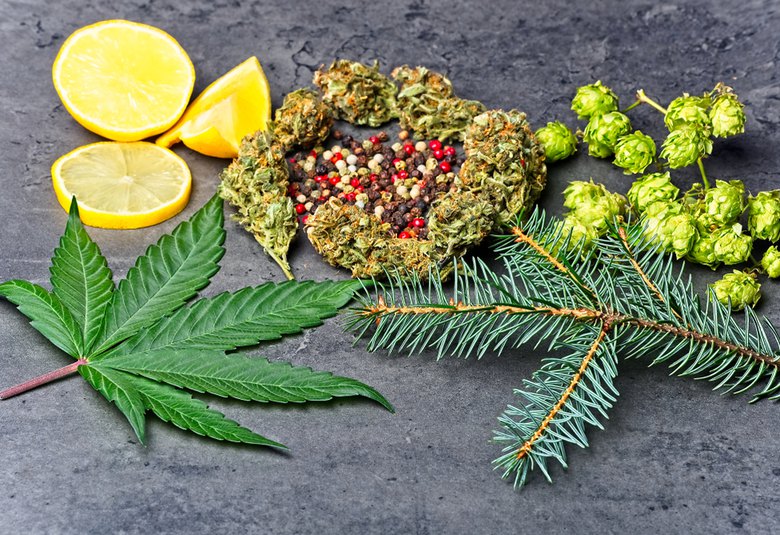 CBD Terpenes – What are They, Their Types, and More in Our Guide