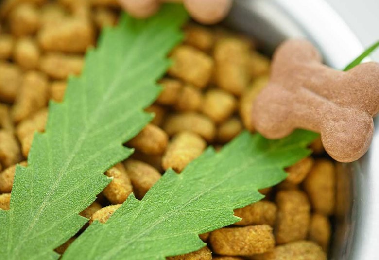 Rover's Remedy: How to Determine Safe CBD Dosage for Dogs & Cats