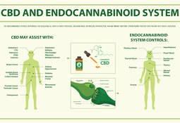 Endocannabinoid System: The Body's Internal Regulator of Balance