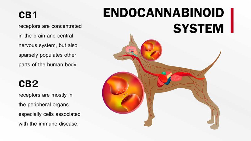 The endocannabinoid system in dogs has CB1 and CB2 receptors, just like the ECS in humans does.