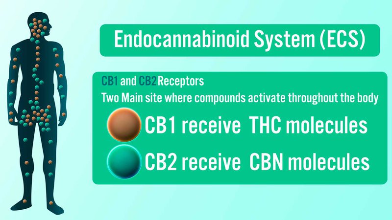 Our endocannabinoid system has two types of receptors: CB1 and CB2 that bind with cannabinoids.