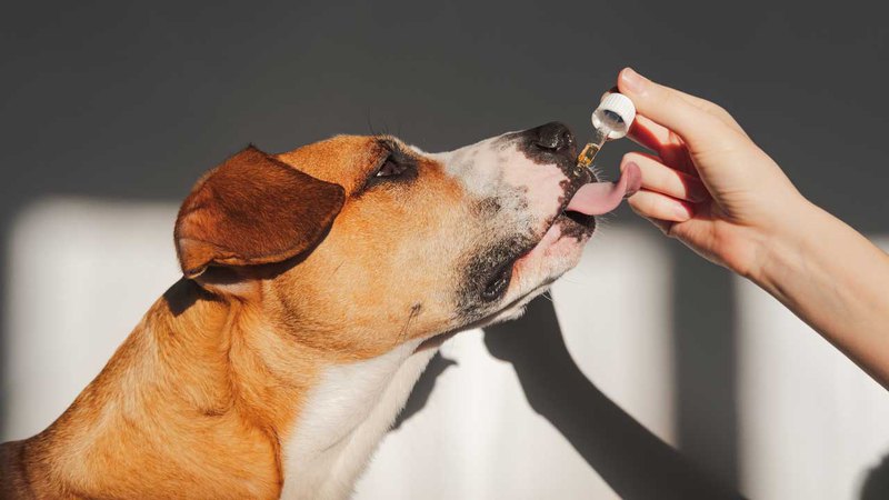 CBD dosage for dogs can be given with a dropper, as seen here with this boxer breed dog.