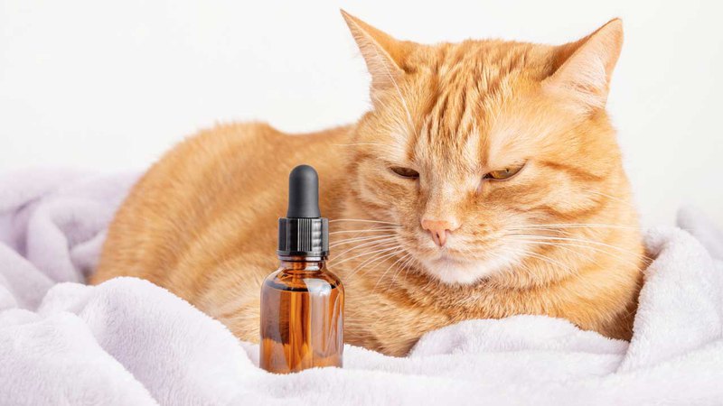 The proper CBD dosage for cats can be calming, as it was for this relaxed cat beside a glass bottle.