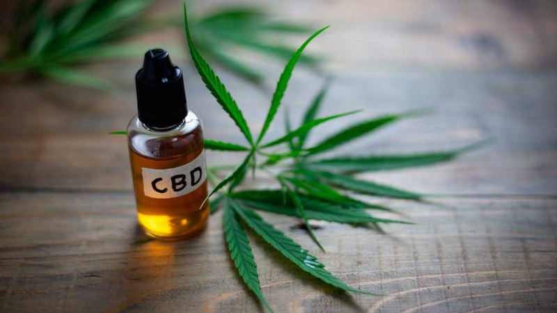The best CBD for weight loss is an oil extracted from whole hemp, whose leaves are seen here.