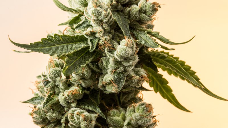 Cannabis plant that offers both compounds: is HHC better than Delta 8 for you?