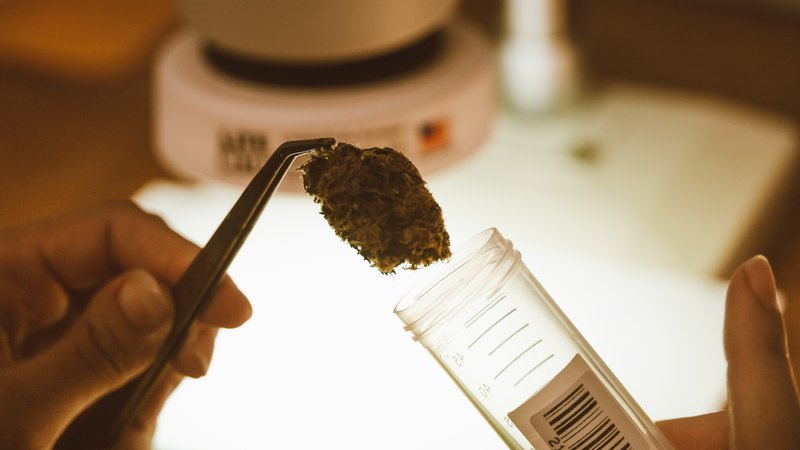  Scientist studying cannabis leaf