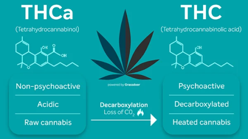 The difference between THC and THCA lies primarily in their psychoactivity and potential benefits.