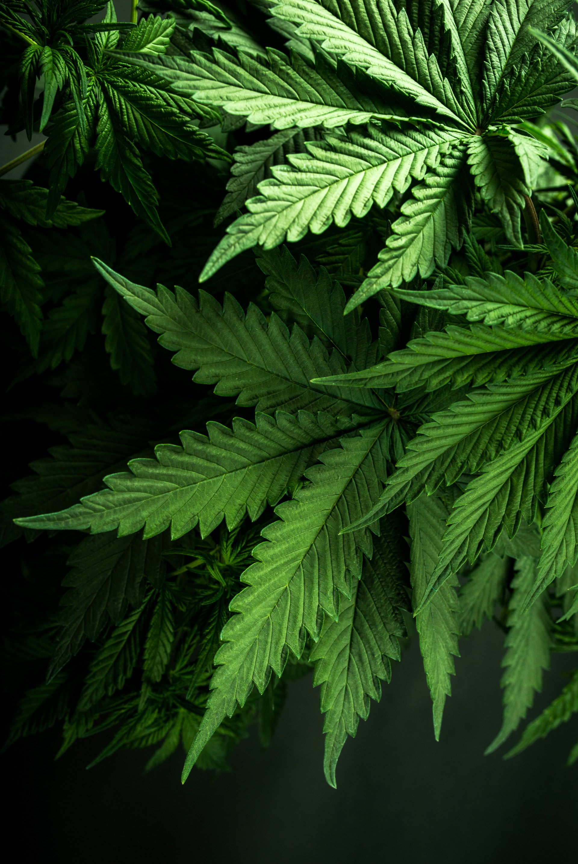 Cannabis leaves on dark background.