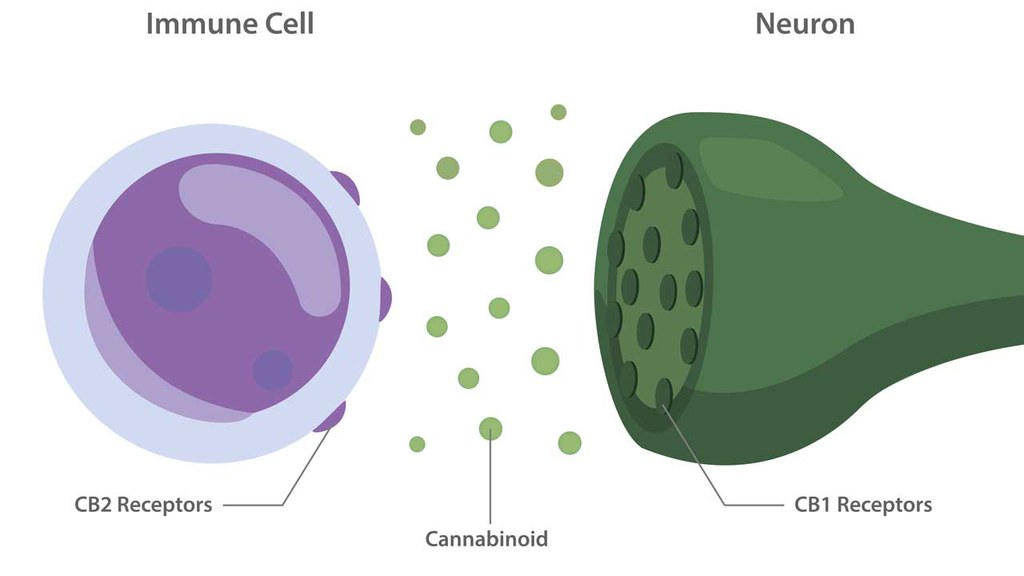 CB1 and CB2 receptors are located all over the body and can be unlocked by cannabinoids