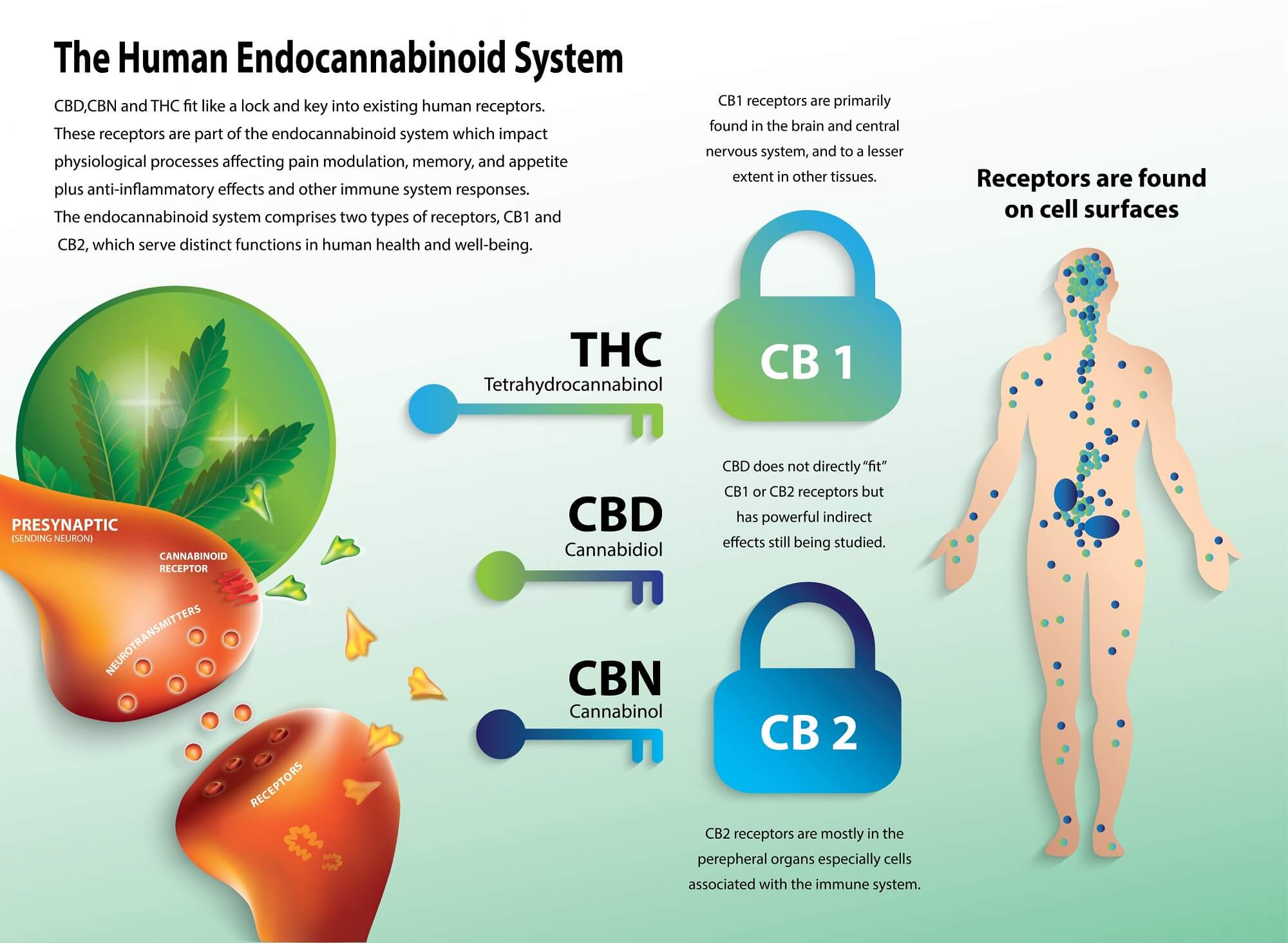 Illustration of the human endocannabinoid system, highlighting its components and functions in maintaining homeostasis.