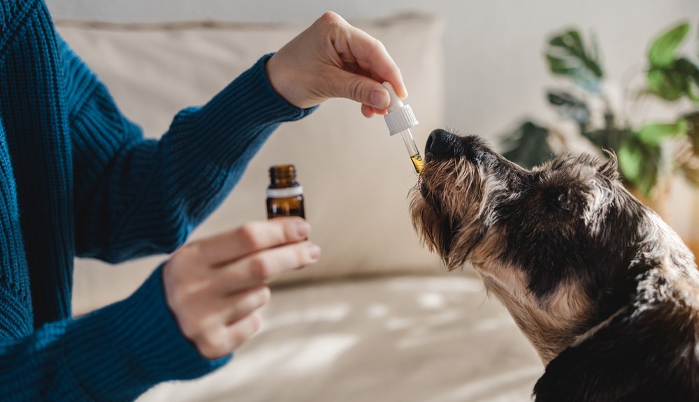 CBD oil is gaining popularity with pet owners who want to enhance their pets' overall well-being. 