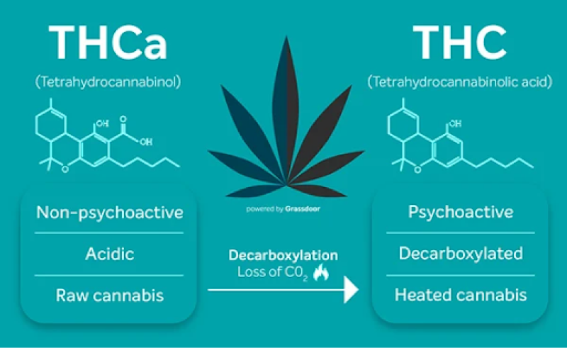 The difference between THC and THCA lies primarily in their psychoactivity and potential benefits.