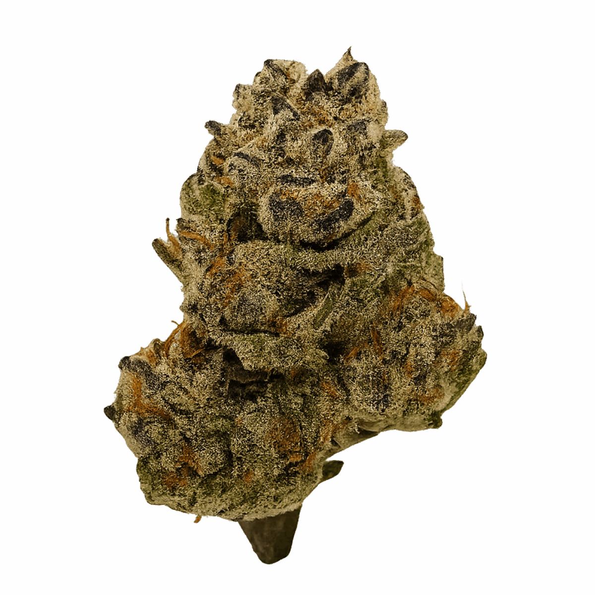THCA Flower – Blueberry Blast